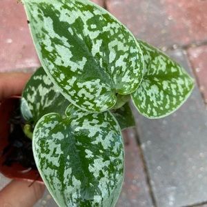 Satin Pothos Plant